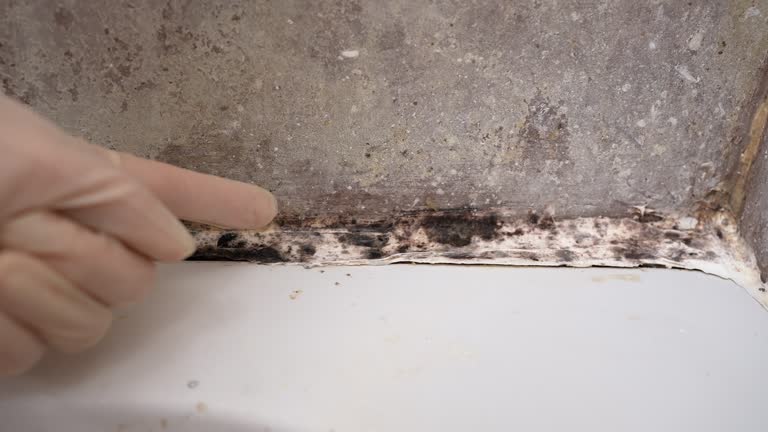 Best Forensic Mold Investigation  in Elk Plain, WA